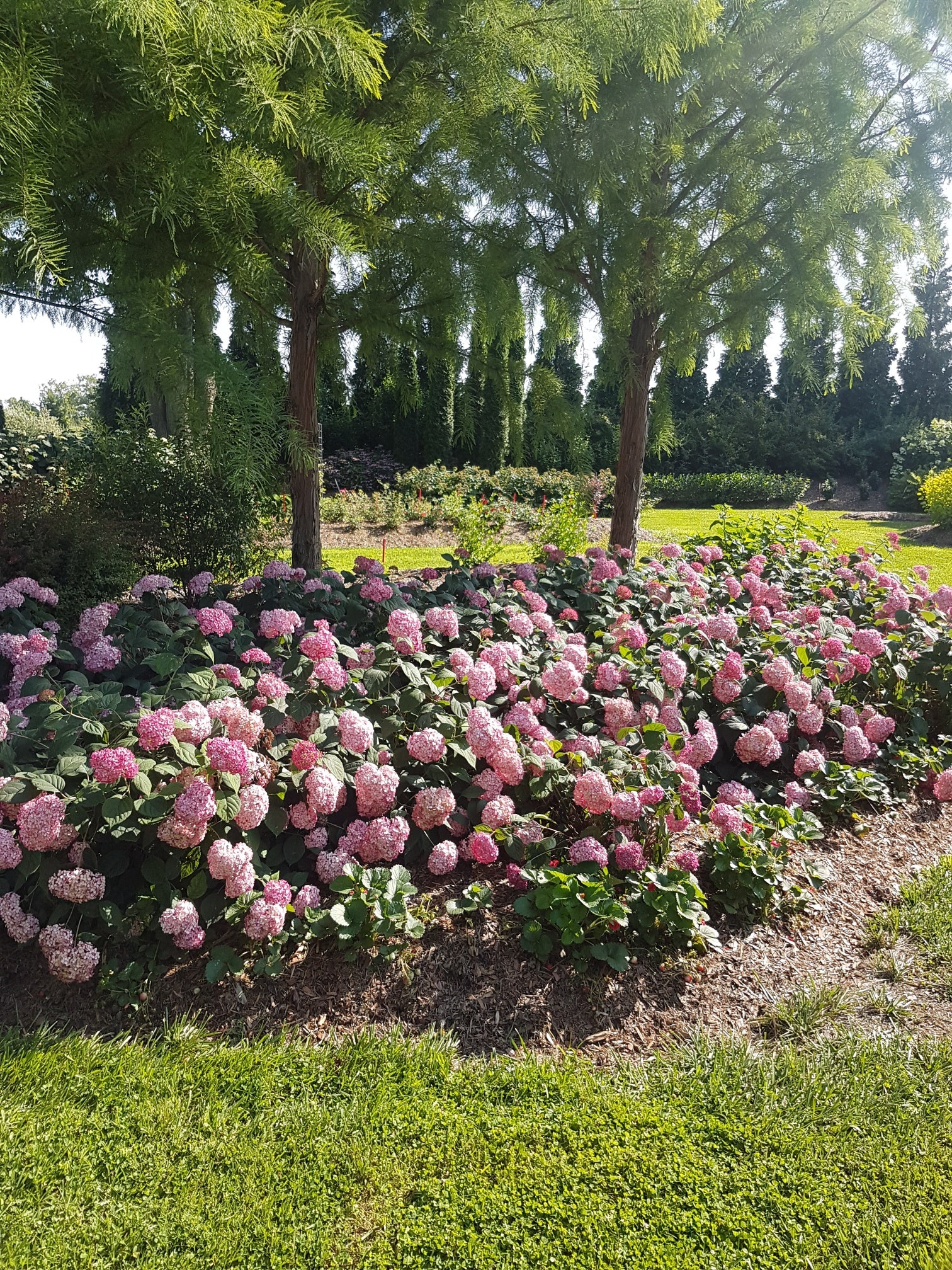 Invincibelle® Ruby Hydrangea – GardenTap