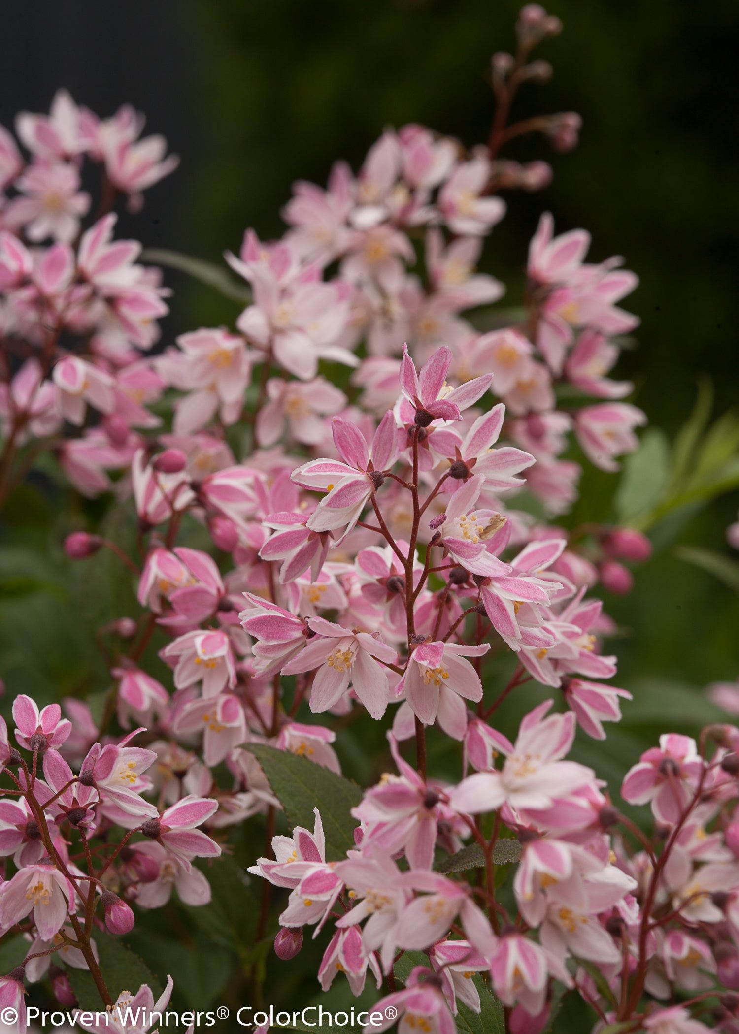 Deutzia x Yuki Cherry Blossom NCDX2 PP28347, CPBR5079 Yuki Cherry Blossom Deutzia