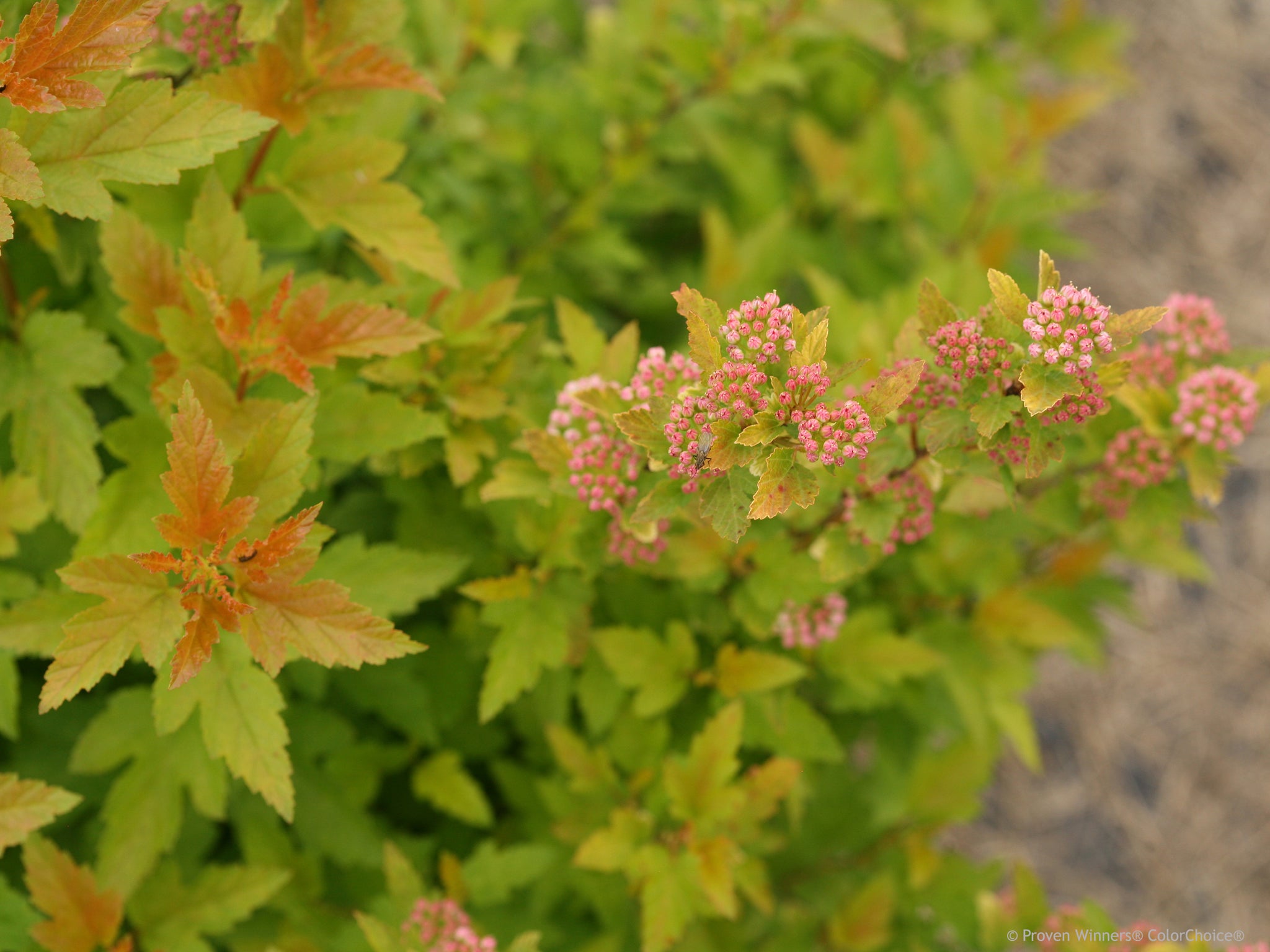 Physocarpus opulifolius Tiny Wine Gold SMNPOTWG PP28857, CBR5940 Tiny Wine Gold Ninebark