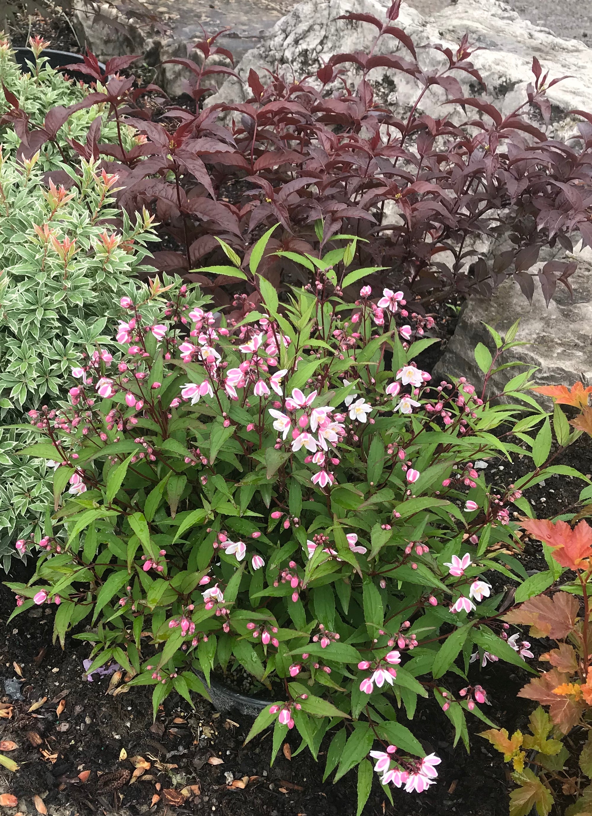 Deutzia x rosea Nikko Blush Nikko Blush Deutzia