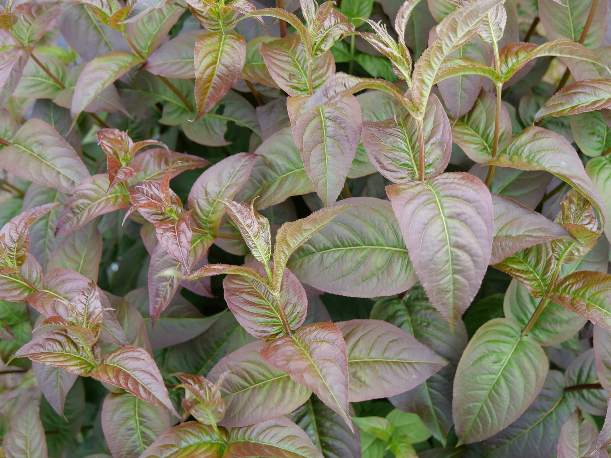 Diervilla x Kodiak Black SMNDRSF PP27550, CPBRAF Kodiak Black Bush Honeysuckle