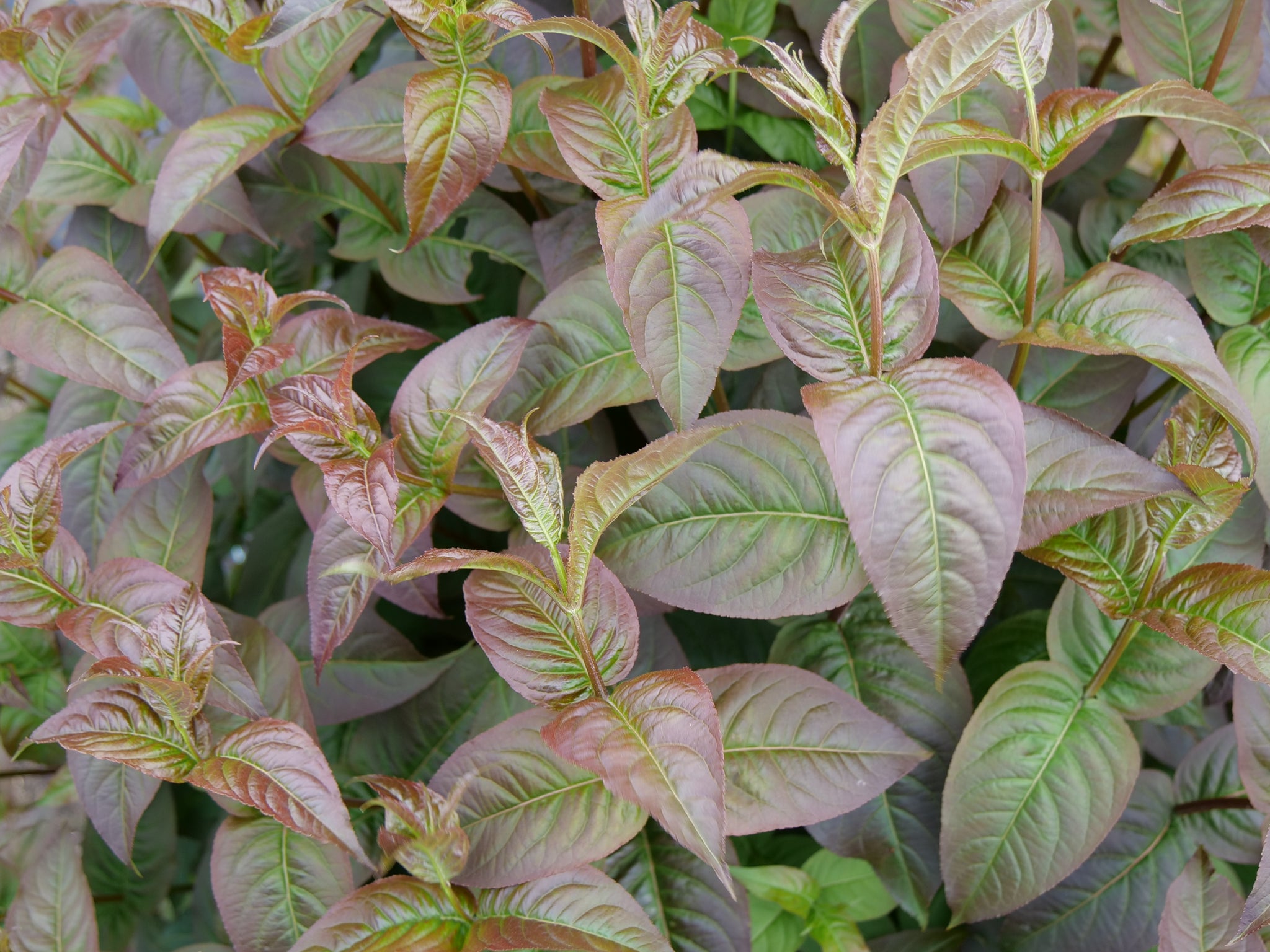 Diervilla x Kodiak Black SMNDRSF PP27550, CPBRAF Kodiak Black Bush Honeysuckle