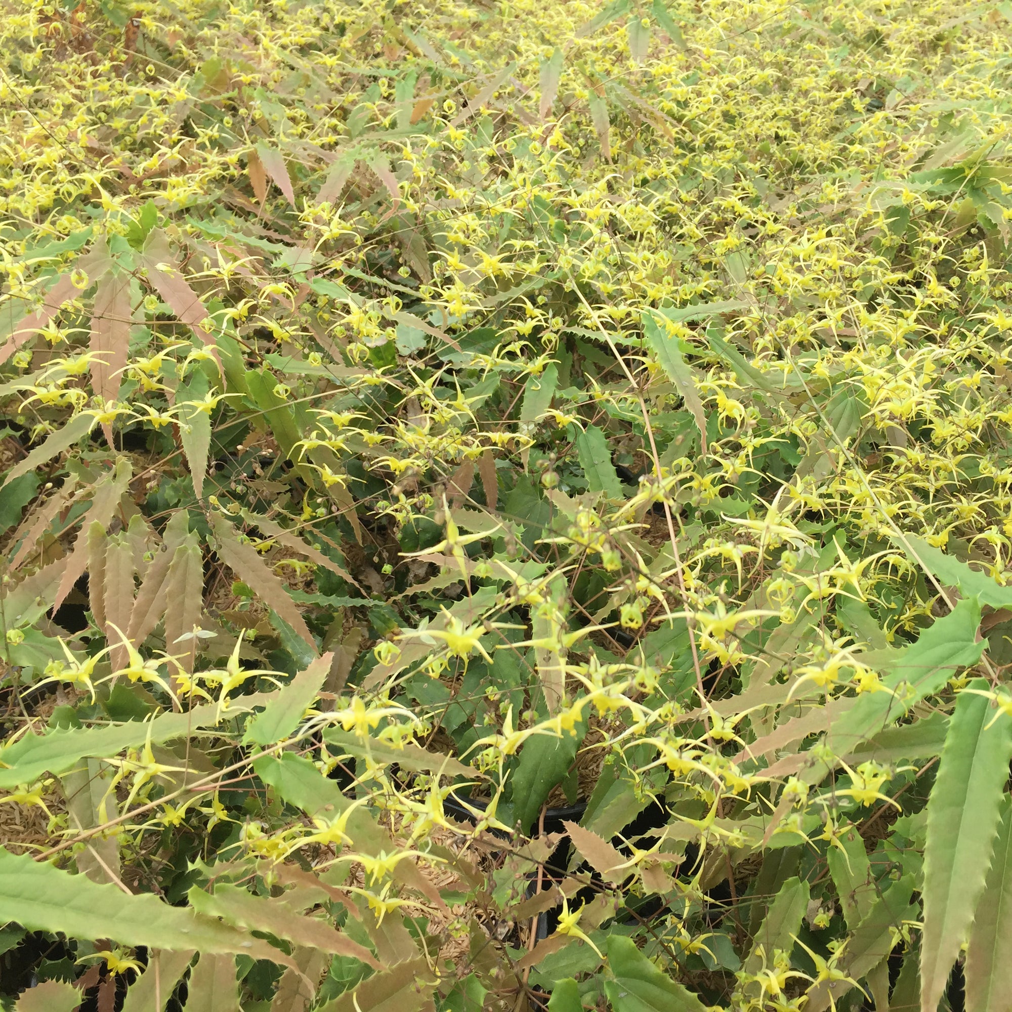 Epimedium x Sphinx Twinkler Spine Tingler Sphinx Twinkler Barrenwort