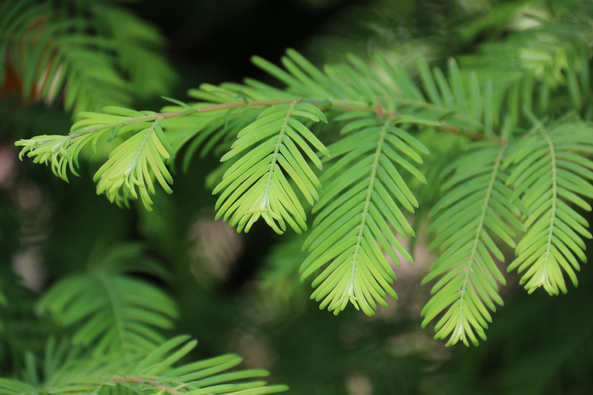 Metasequoia glyptostroboides Jade Prince JFS PN3Legacy Jade Prince Dawn Redwood