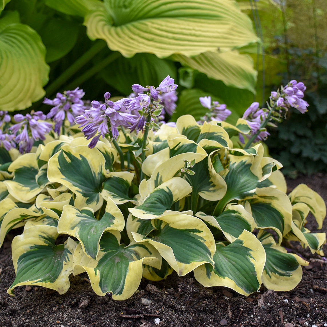 Hosta Mini Skirt PP26743 Plantain Lily