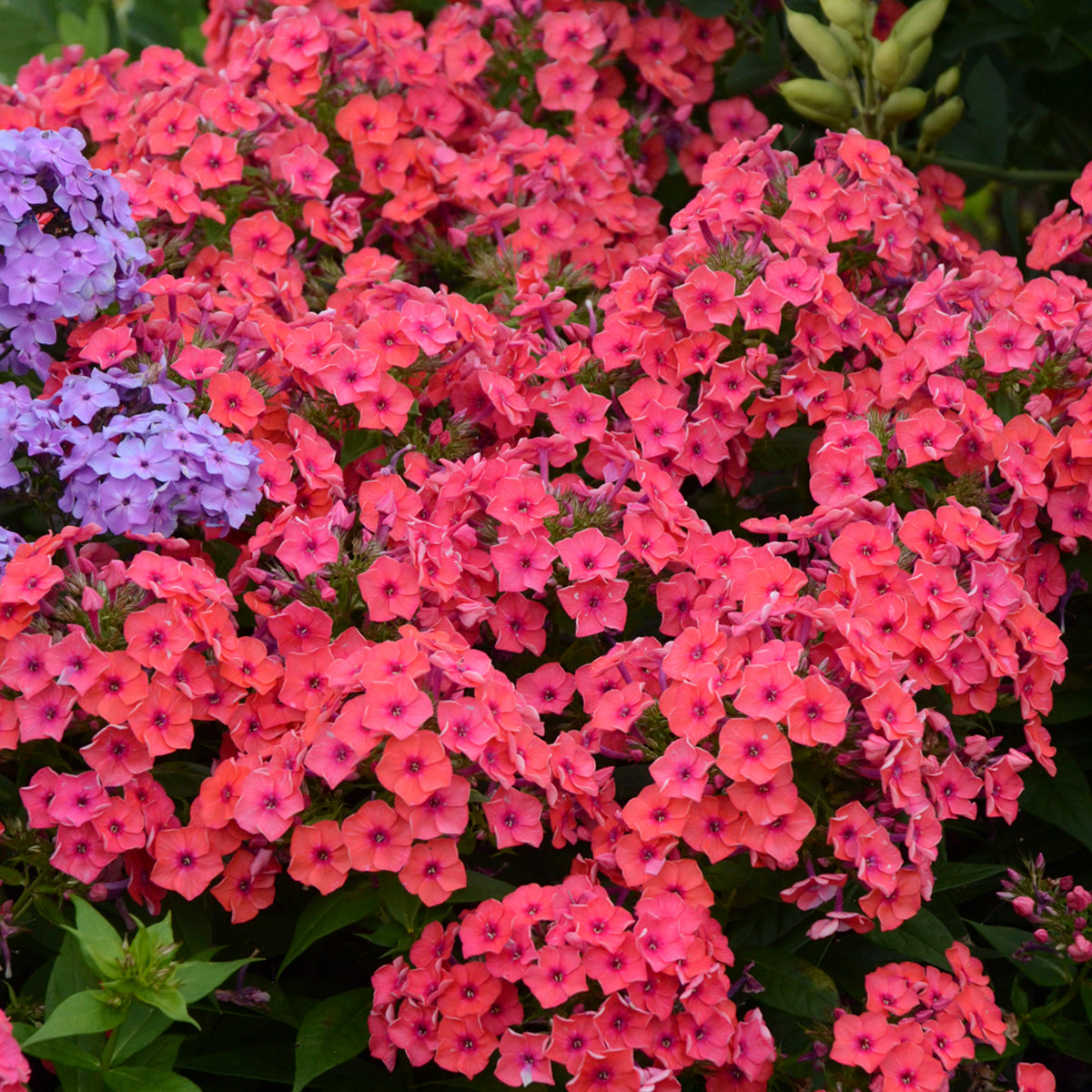 Phlox paniculata Coral Flame Barsixtytwo PP22234, COPF, CPBR4172 Coral Flame Phlox