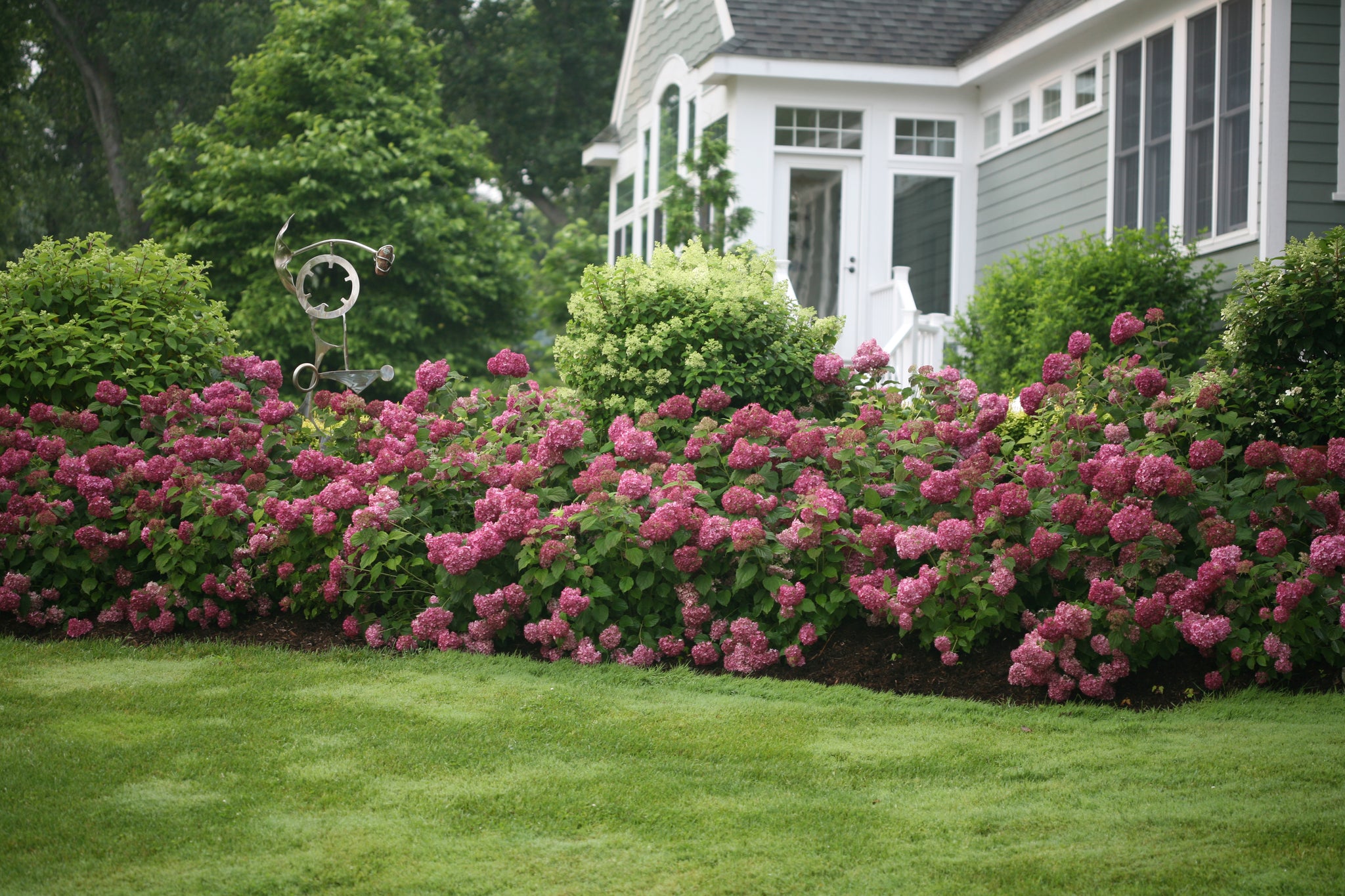 Hydrangea arborescens Invincibelle Mini Mauvette NCHA7 PP30358, CPBRAF Invincibelle Mini Mauvette Hydrangea