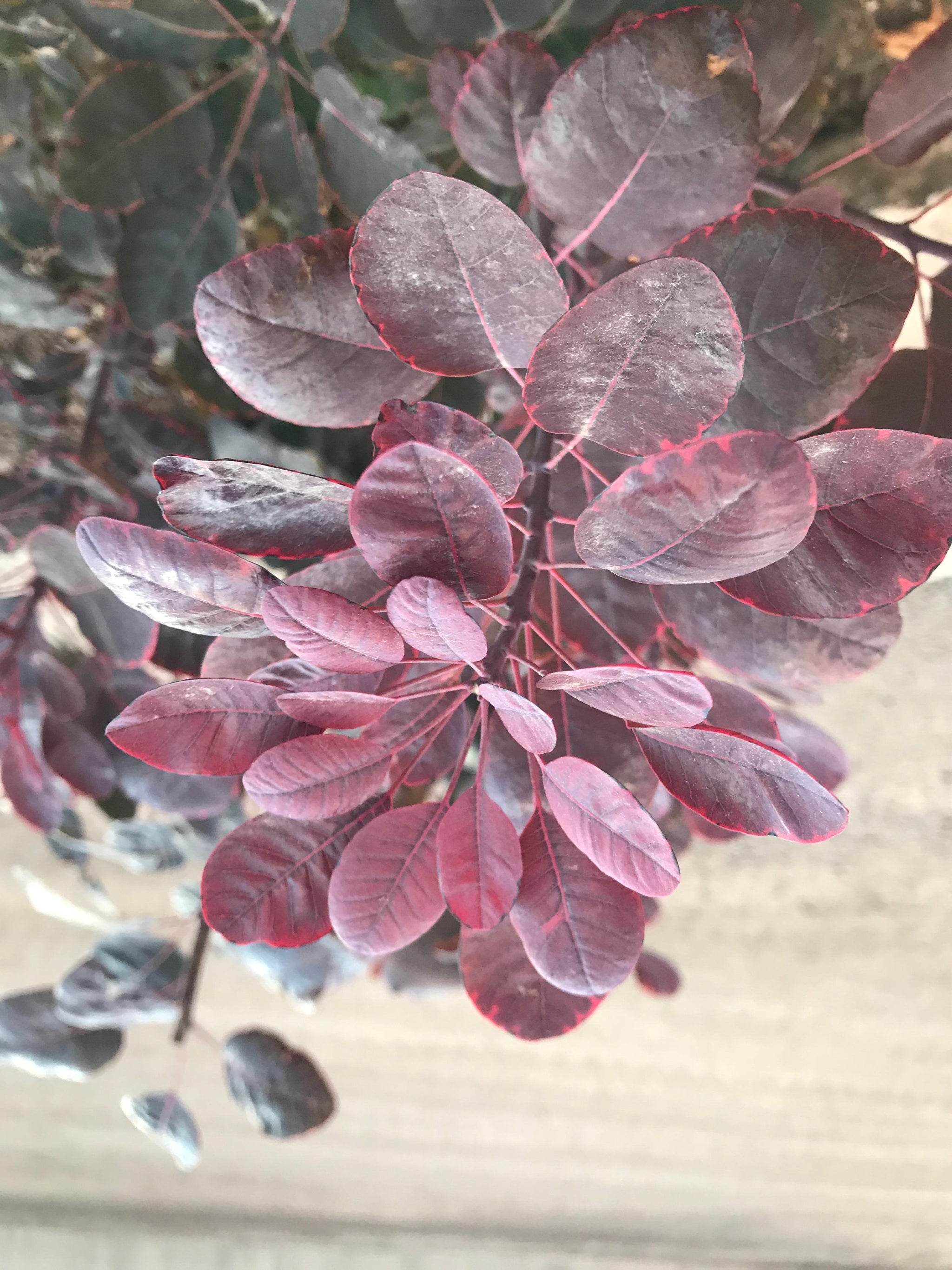 Cotinus coggygria Velveteeny Cotsidh5 Velveteeny Compact Smokebush