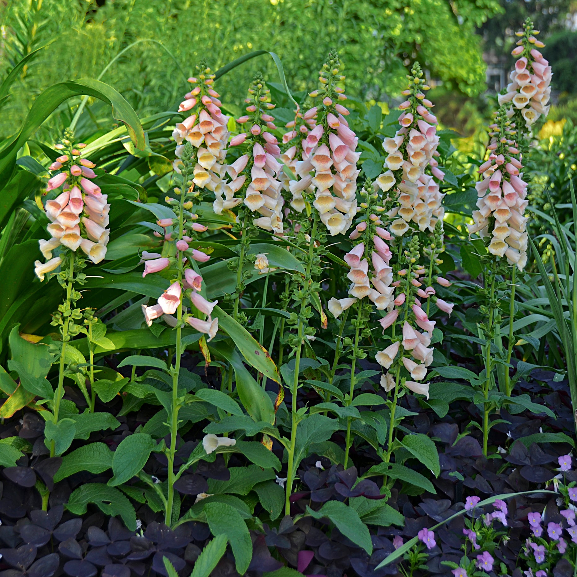 Digitalis purpurea Dalmatian Peach Foxglove
