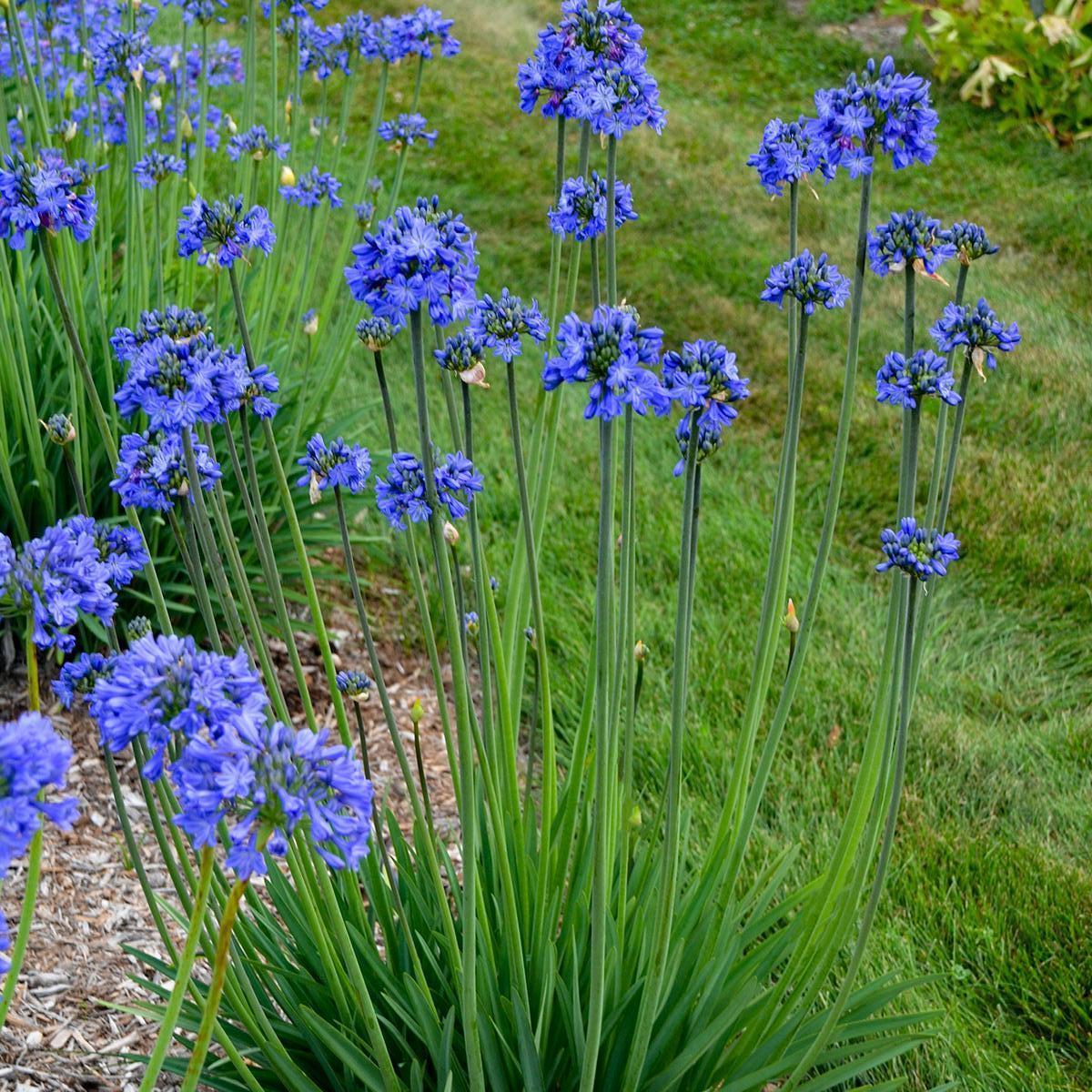 Agapanthus x Galaxy Blue PP31421 Lily of the Nile