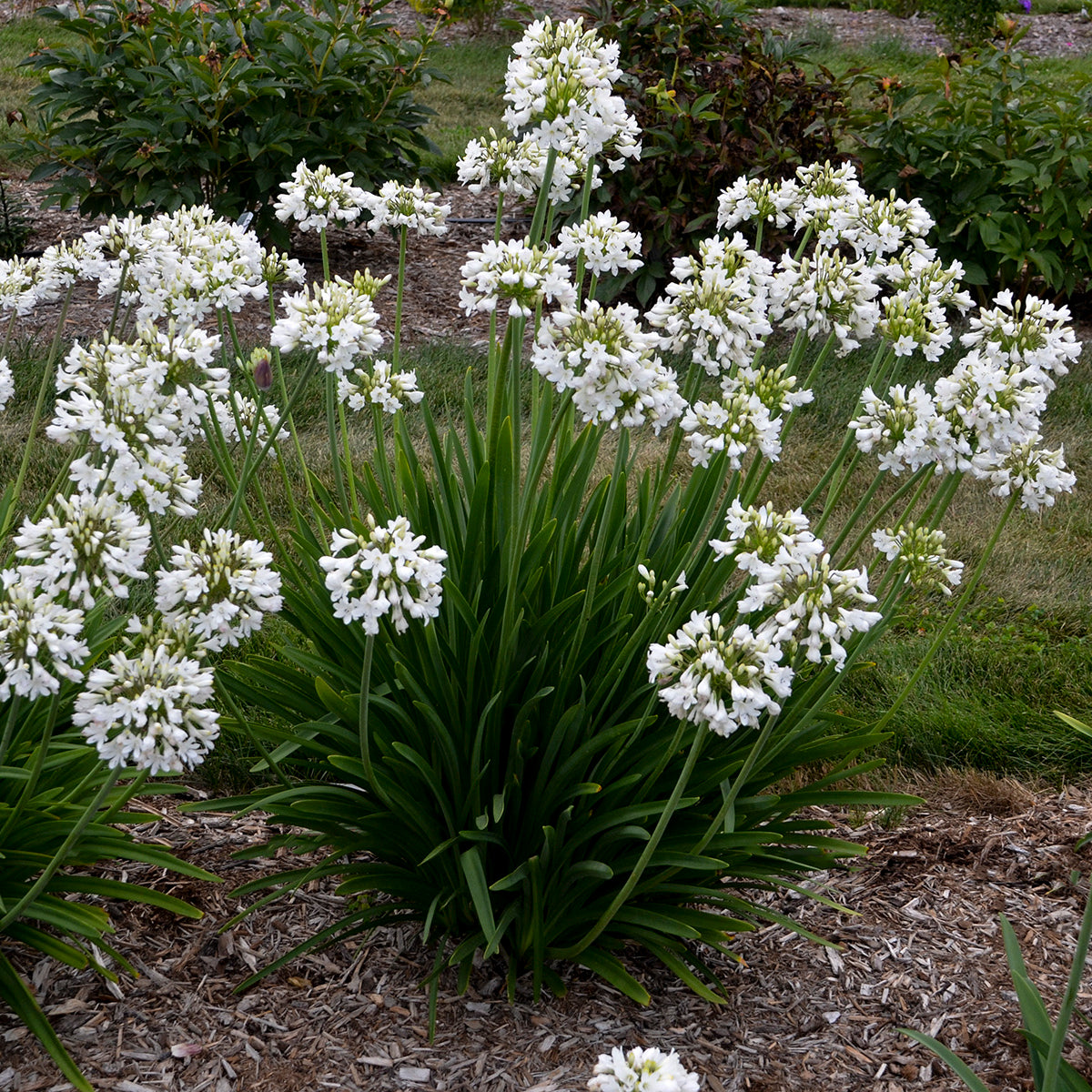 Agapanthus x Galaxy White PPAF Lily of the Nile
