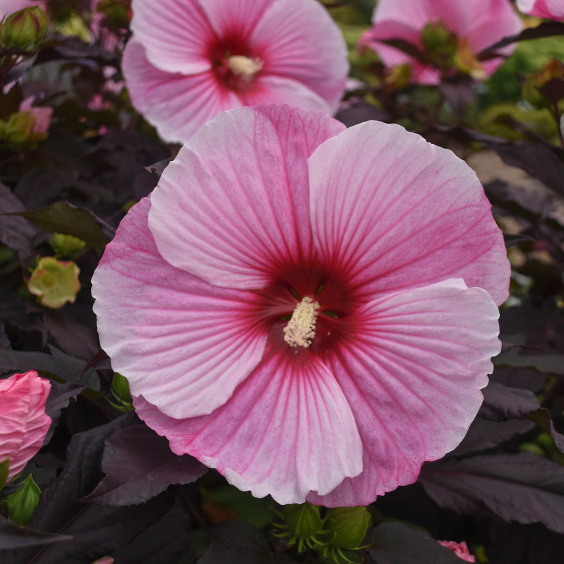 Hibiscus x Starry Starry Night PP27901 Rose Mallow