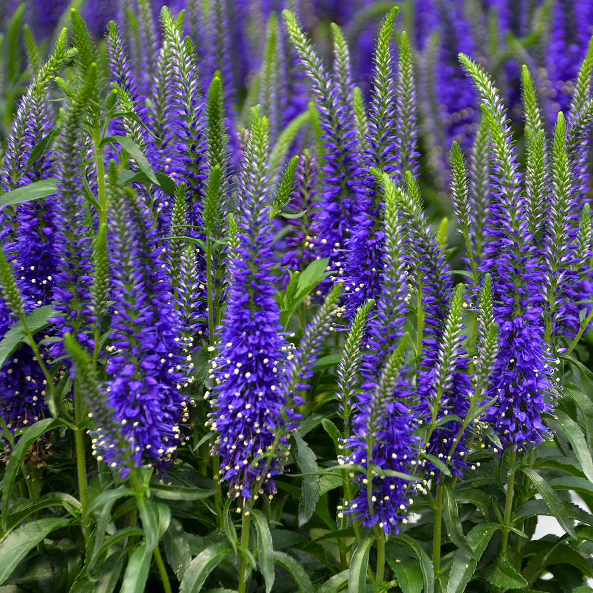 Veronica x Wizard of Ahhs PP31044, CPBRAF Spike Speedwell