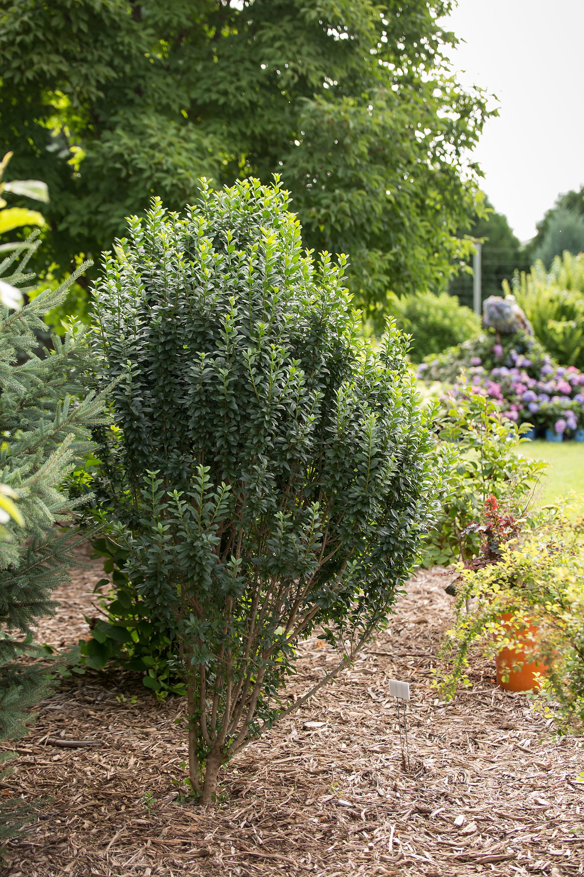 Ligustrum vulgare Straight Talk Swift Straight Talk Privet