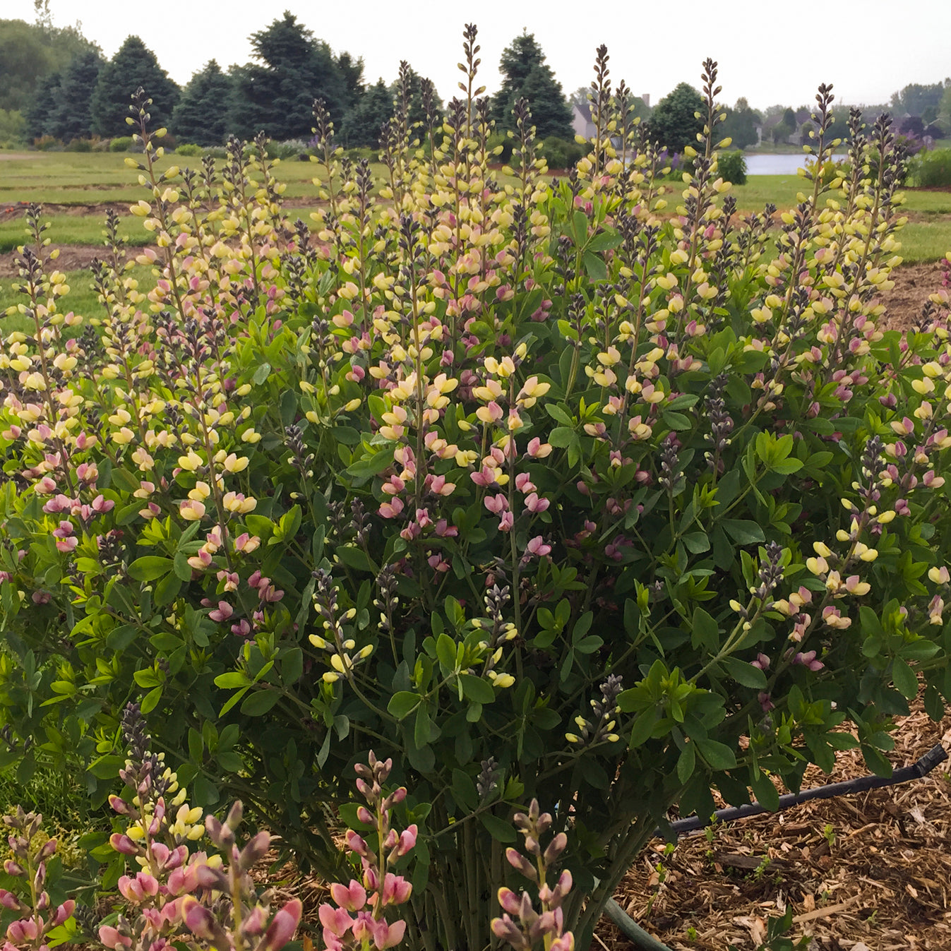 Baptisia x Pink Lemonade PP30669, CPBRAF False Indigo