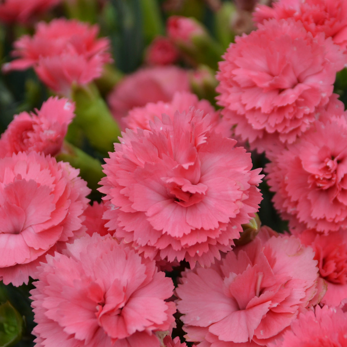 Dianthus x Classic Coral PP30048, CPBRAF Classic Coral Dianthus