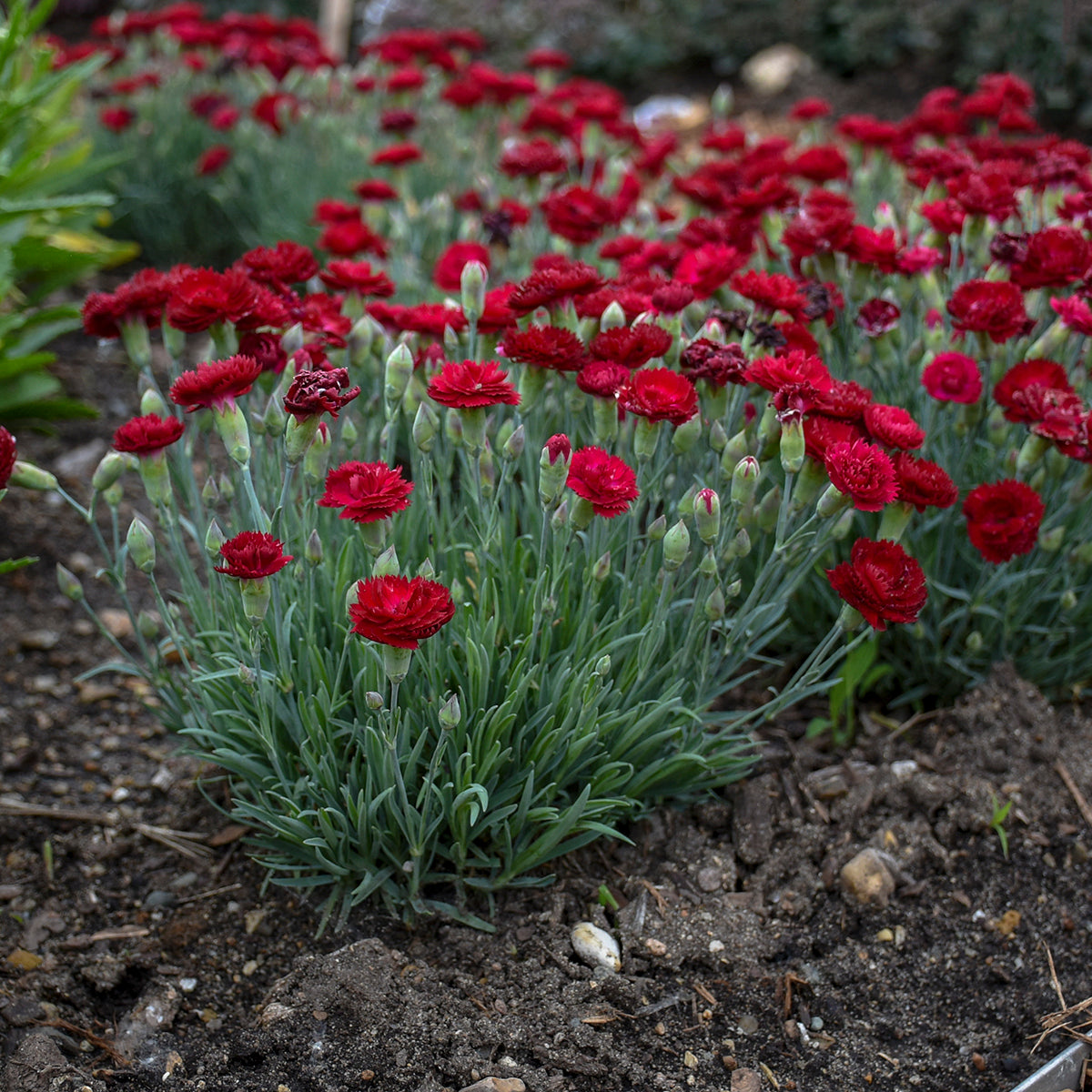 Dianthus x Electric Red PP29591 Dianthus Electric Red