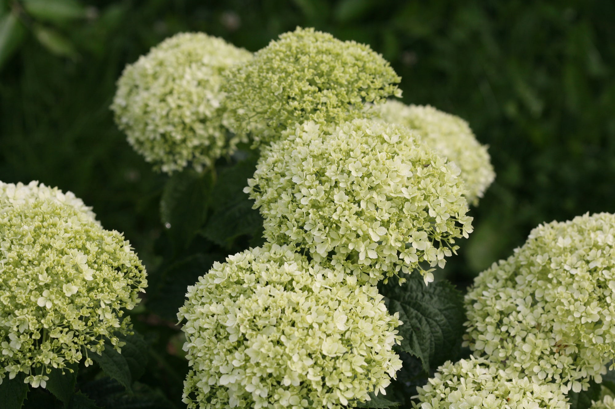 Hydrangea arborescens Invincibelle Limetta NCHA8 PP30431, CPBRAF Invincibelle Limetta Hydrangea