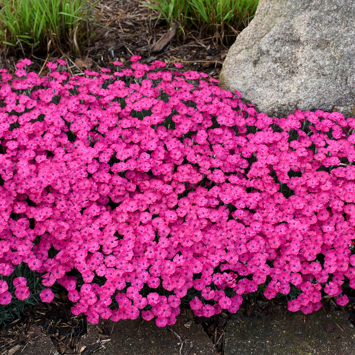 Dianthus x Paint the Town Magenta PP29222, CPBR5816 Paint the Town Magenta Pinks