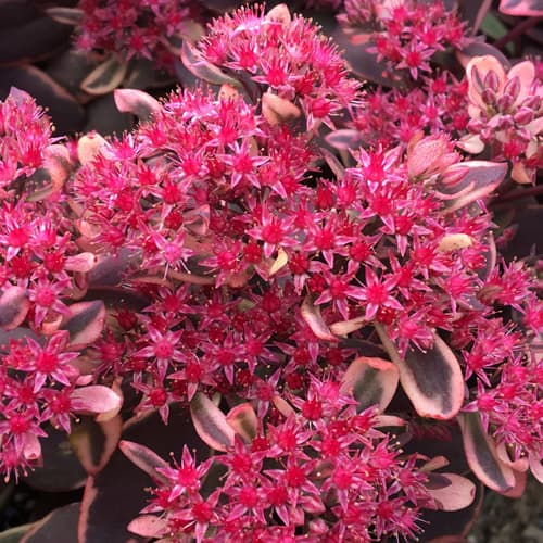 Sedum x Dream Dazzler PP22457 Stonecrop