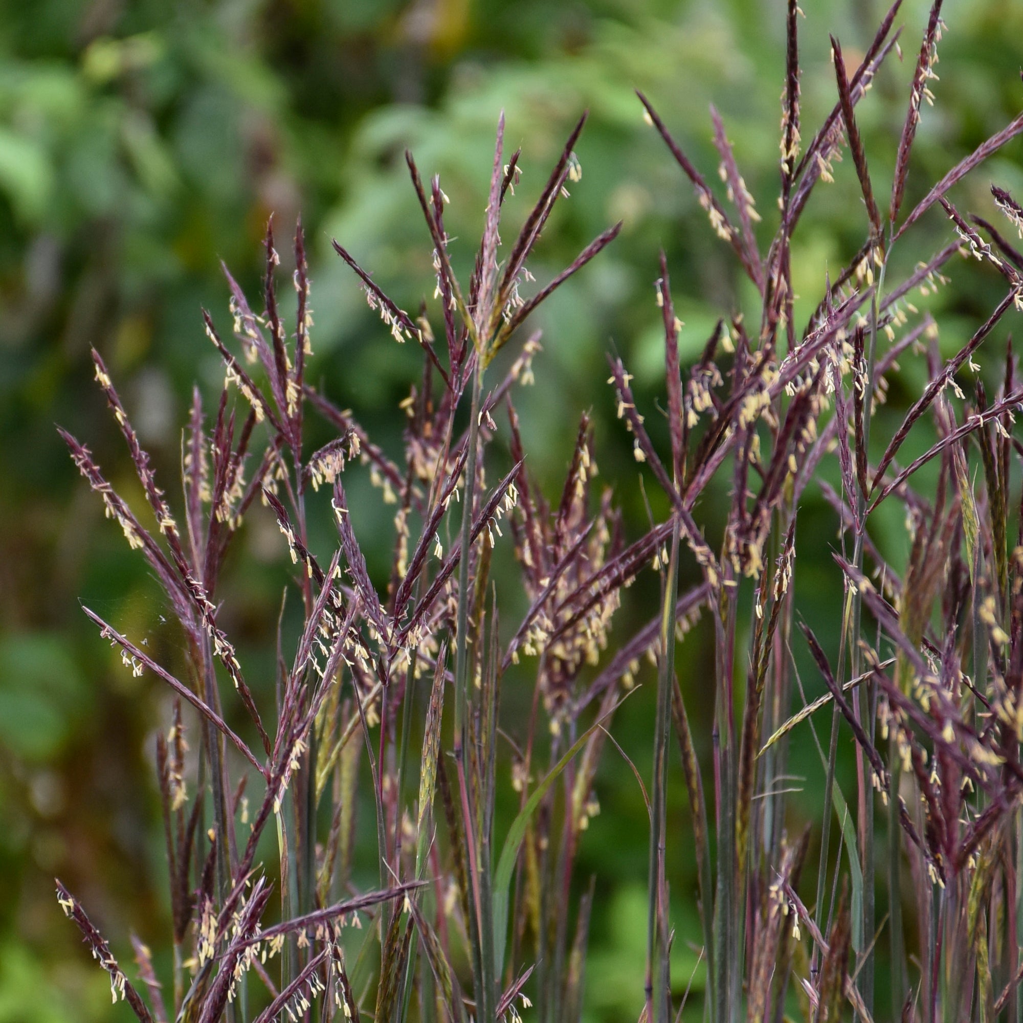 Andropogon gerardii Blackhawks PP27949, EUPBRAF Blackhawks Big Blue Stem