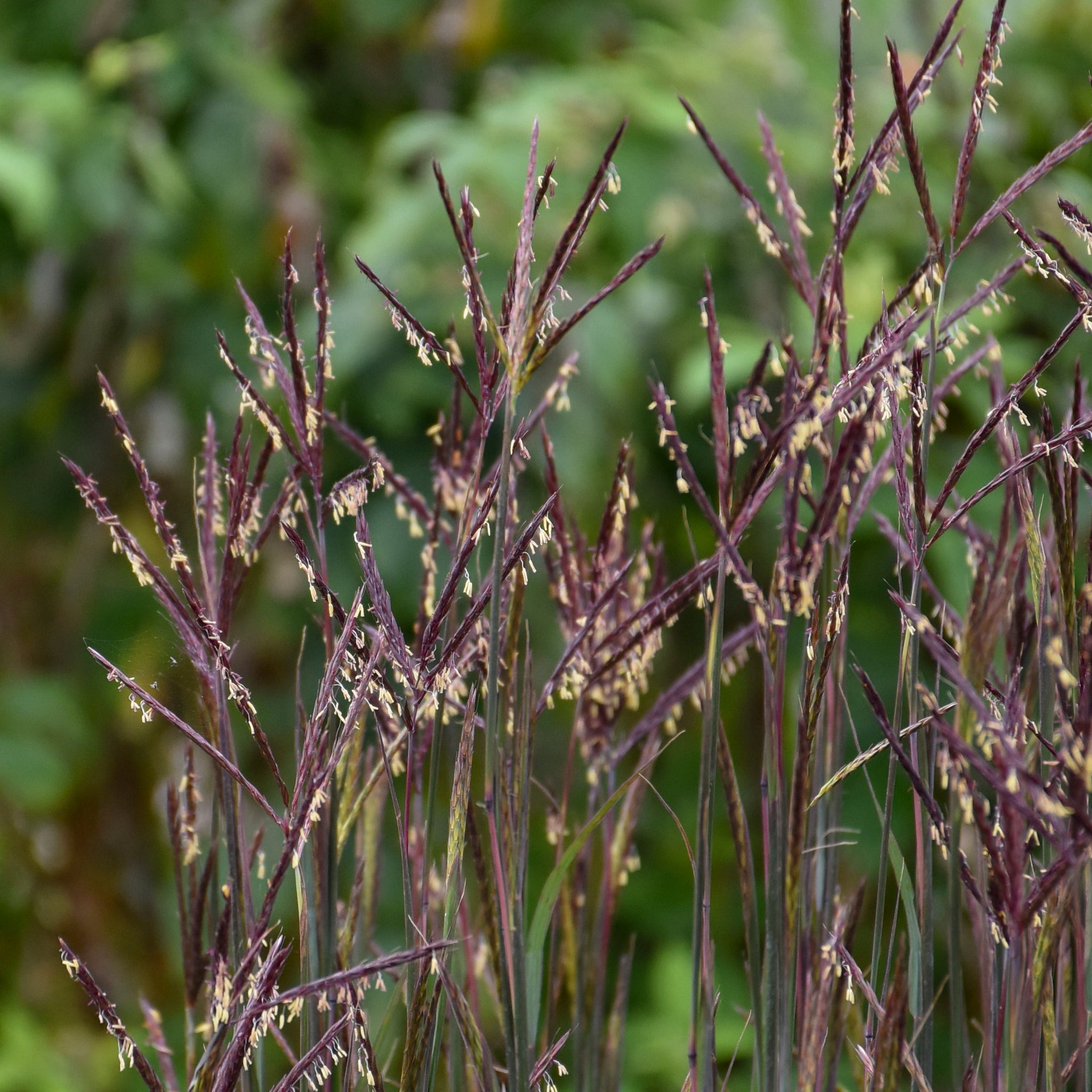 Andropogon gerardii Blackhawks PP27949, EUPBRAF Blackhawks Big Blue Stem