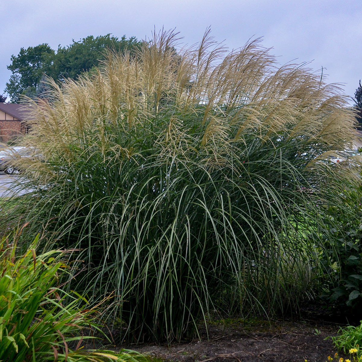 Miscanthus sinensis Encore PP29070 Encore Maiden Grass