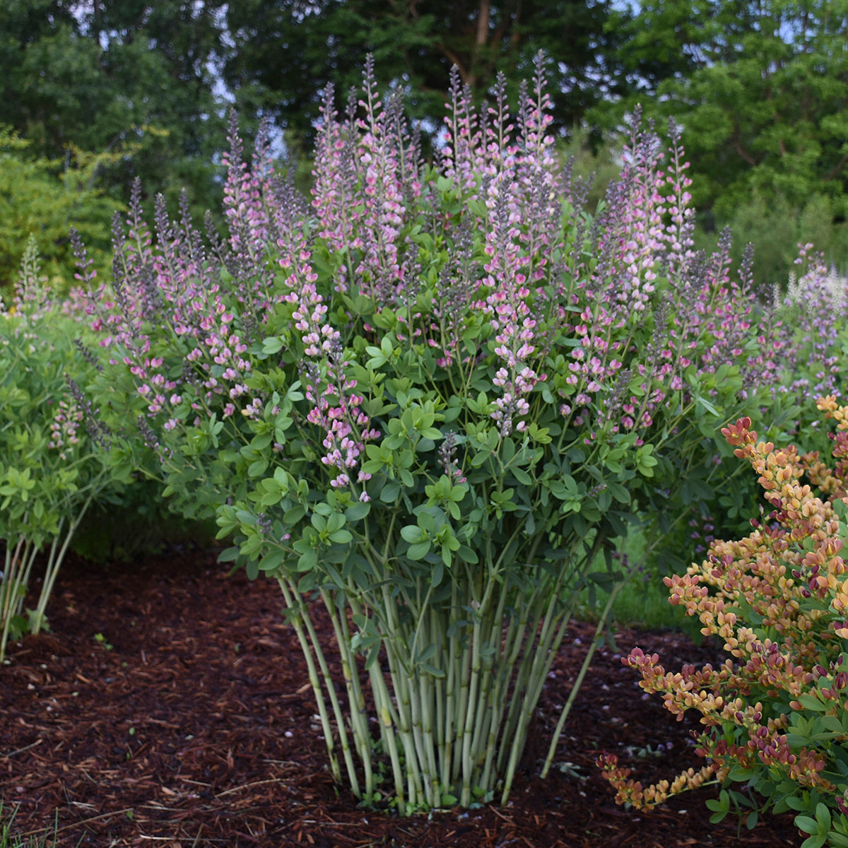Baptisia x Pink Truffles PP26588, CPBRAF Pink Truffles False Indigo