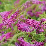 Buddleia x Lo & Behold Ruby Chip SMNBDD PPAF, CPBRAF Ruby Chip Butterfly Bush