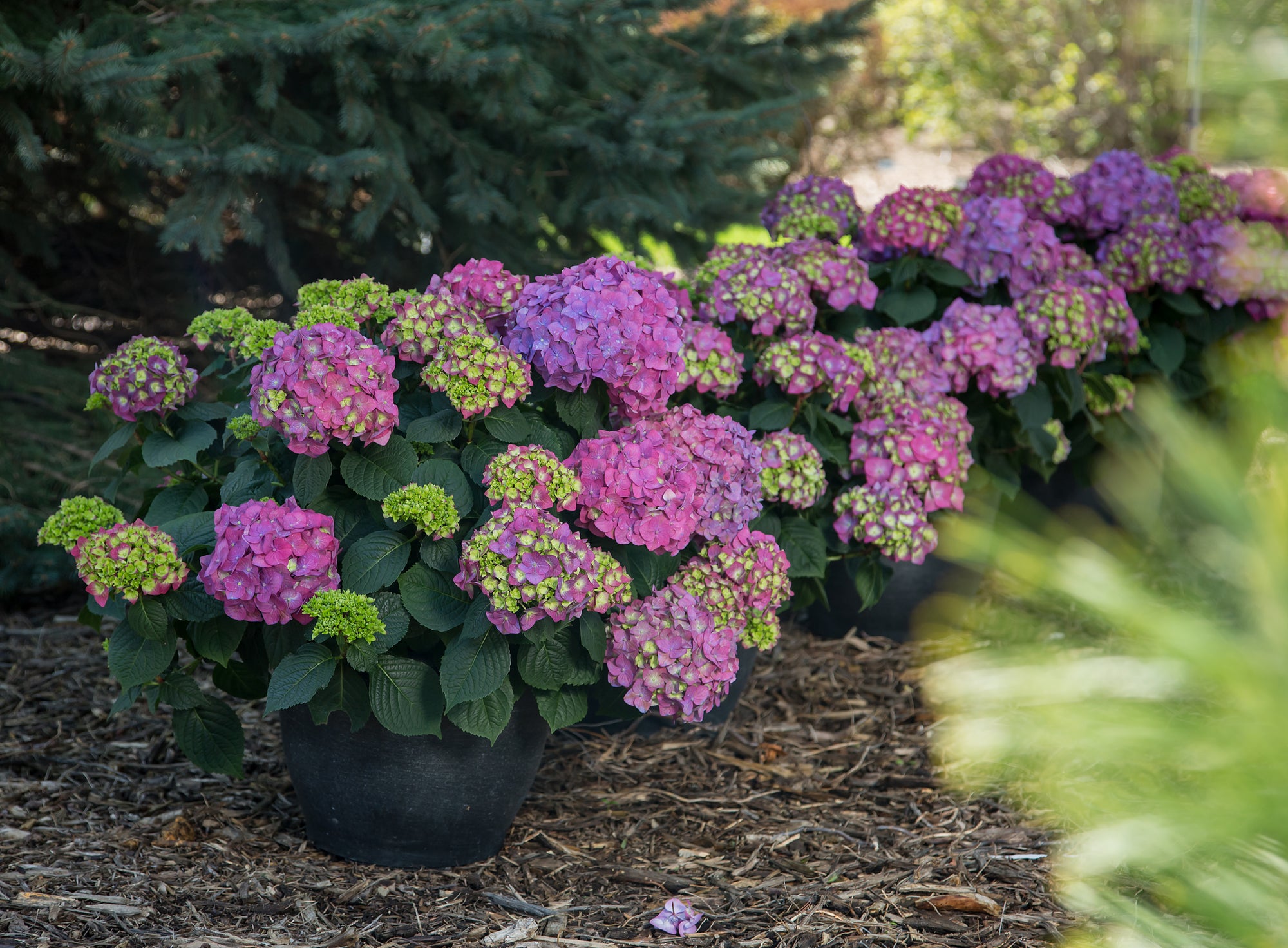 Hydrangea macrophylla Endless Summer Summer Crush Bailmacfive PP30359 Summer Crush Hydrangea