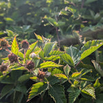 Boysenberry (Rubus ursinus x R. idaeus) Boysenberry