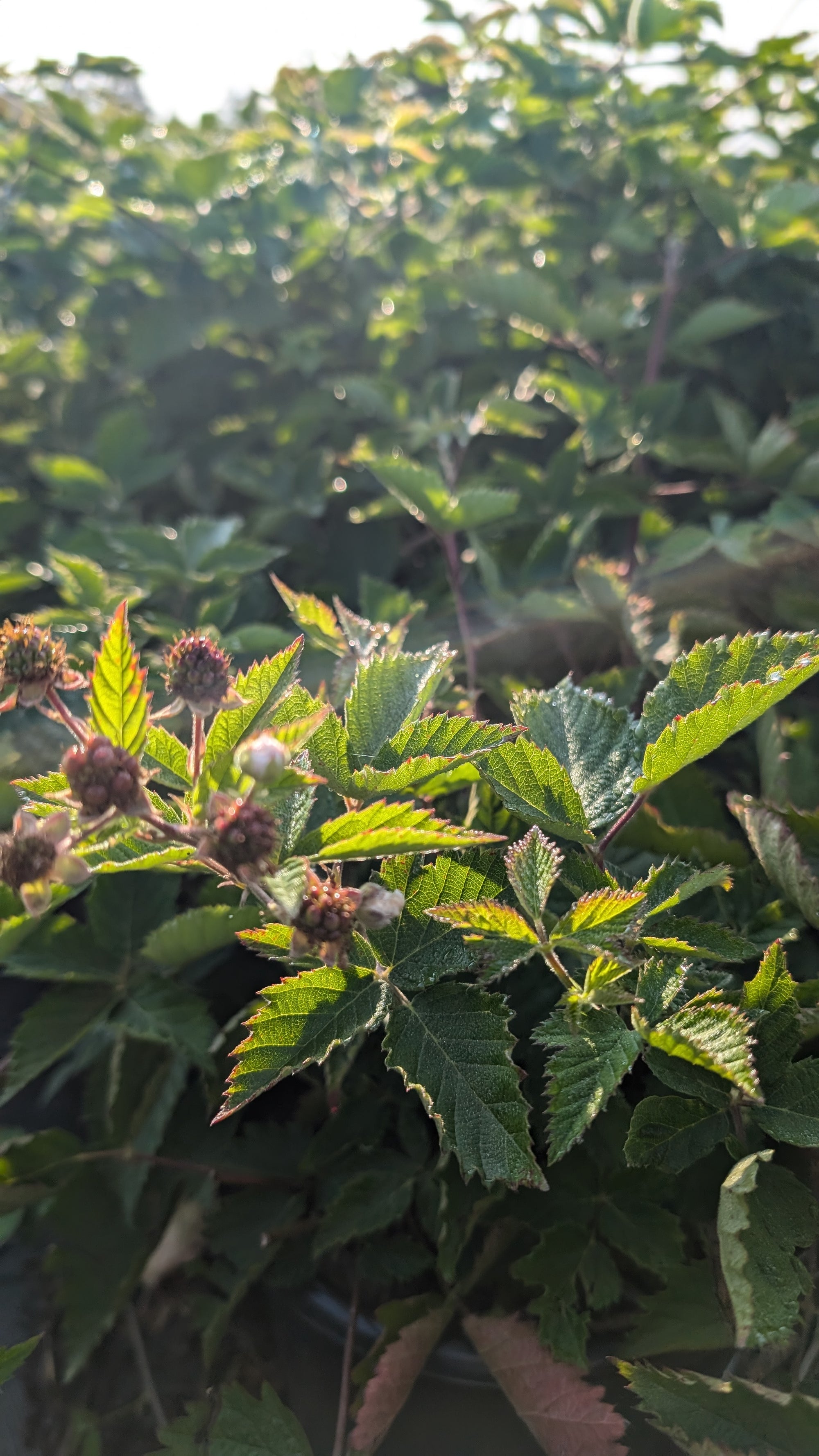 Boysenberry (Rubus ursinus x R. idaeus) Boysenberry