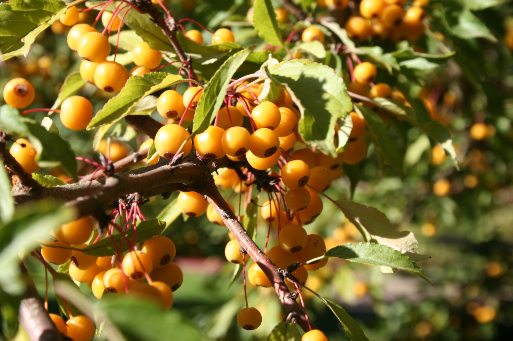 Malus Golden Raindrops Schmidtcutleaf PP14375 Golden Raindrops Crabapple