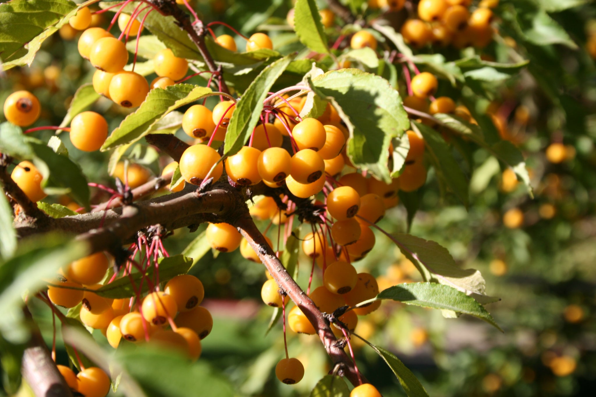 Malus Golden Raindrops Schmidtcutleaf PP14375 Golden Raindrops Crabapple