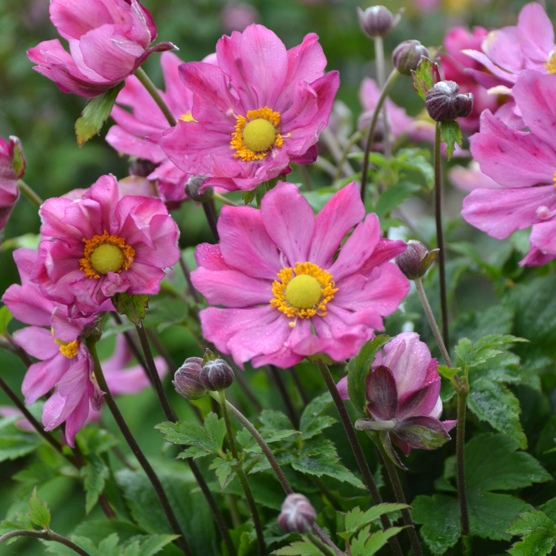 Anemone x hybrida Curtain Call Deep Rose PPAF PP30520 Japanese Anemone