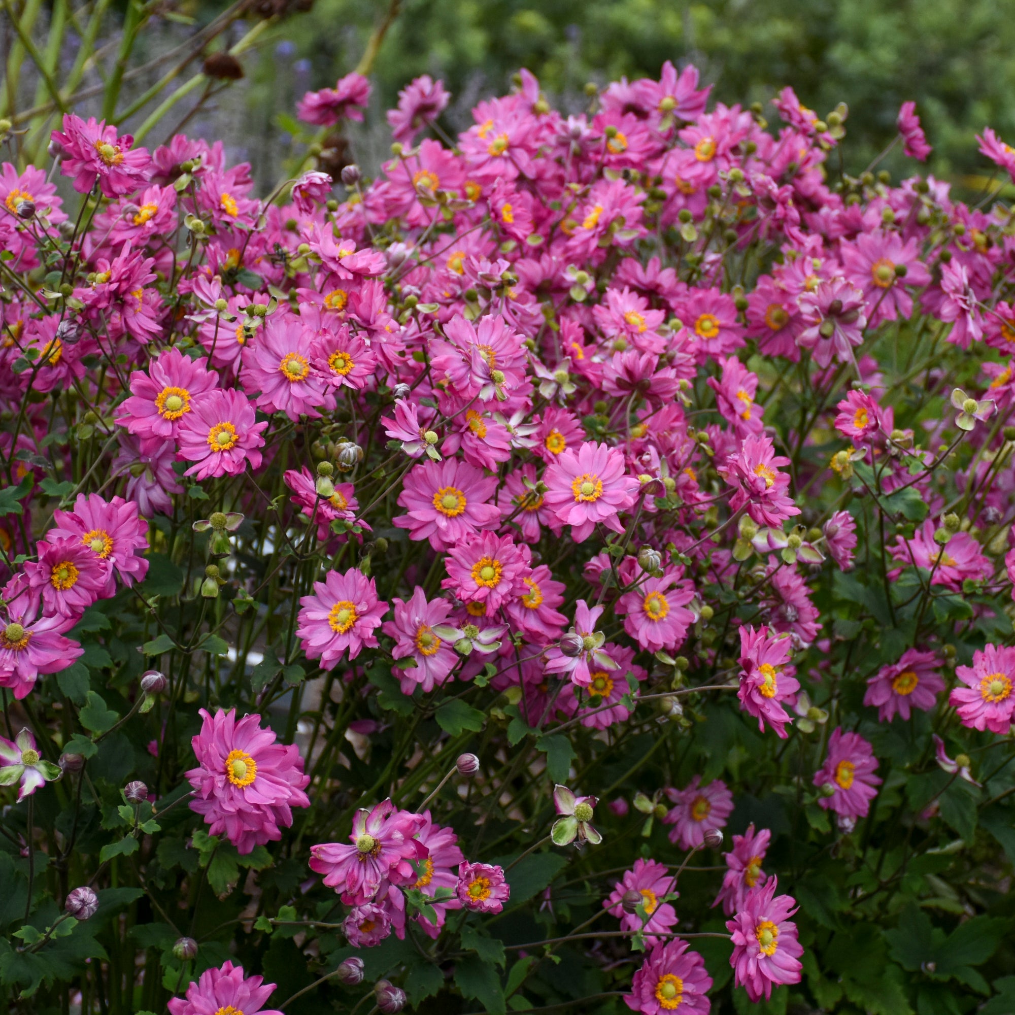 Anemone x hybrida Sweetly PP31089 Fall in Love Japanese Anemone