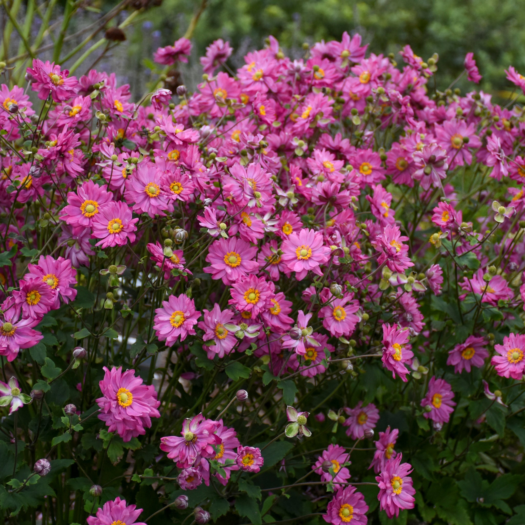 Anemone x hybrida Sweetly PP31089 Fall in Love Japanese Anemone
