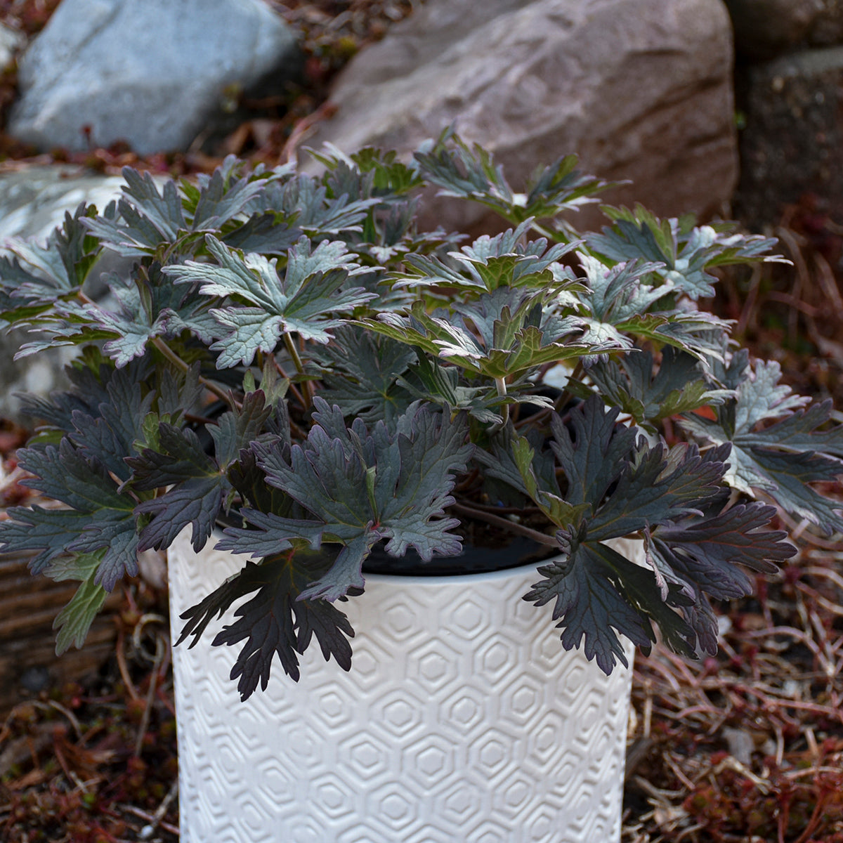 Geranium pratense Boom Chocolatta PP32025 Boom Chocolatta Geranium