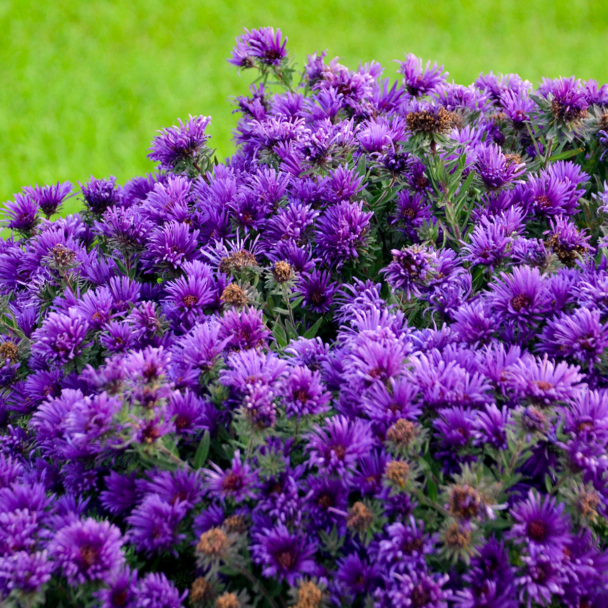 Aster novae angliae Grape Crush PP33612 Grape Crush New England Aster
