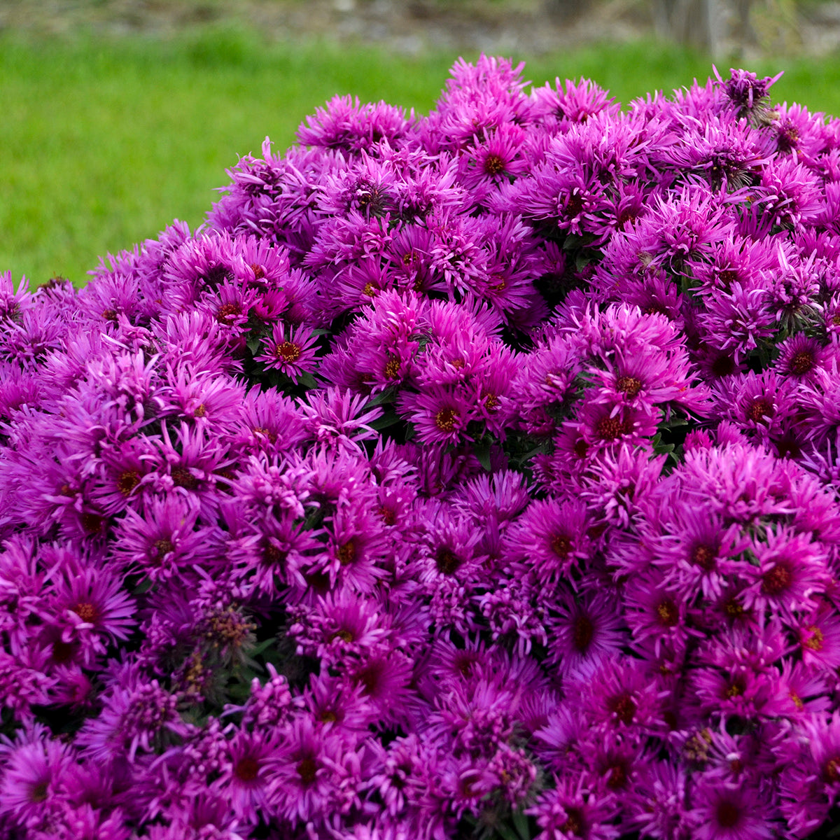 Aster novae angliae Pink Crush PPAF New England Aster