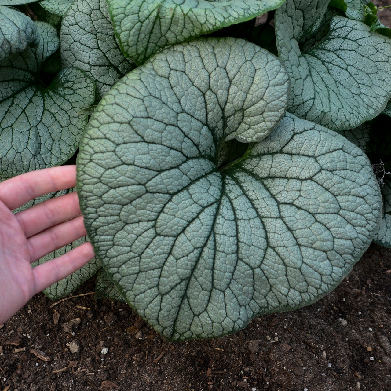 Brunnera macrophylla Sterling Silver PP31280 Siberian Bugloss