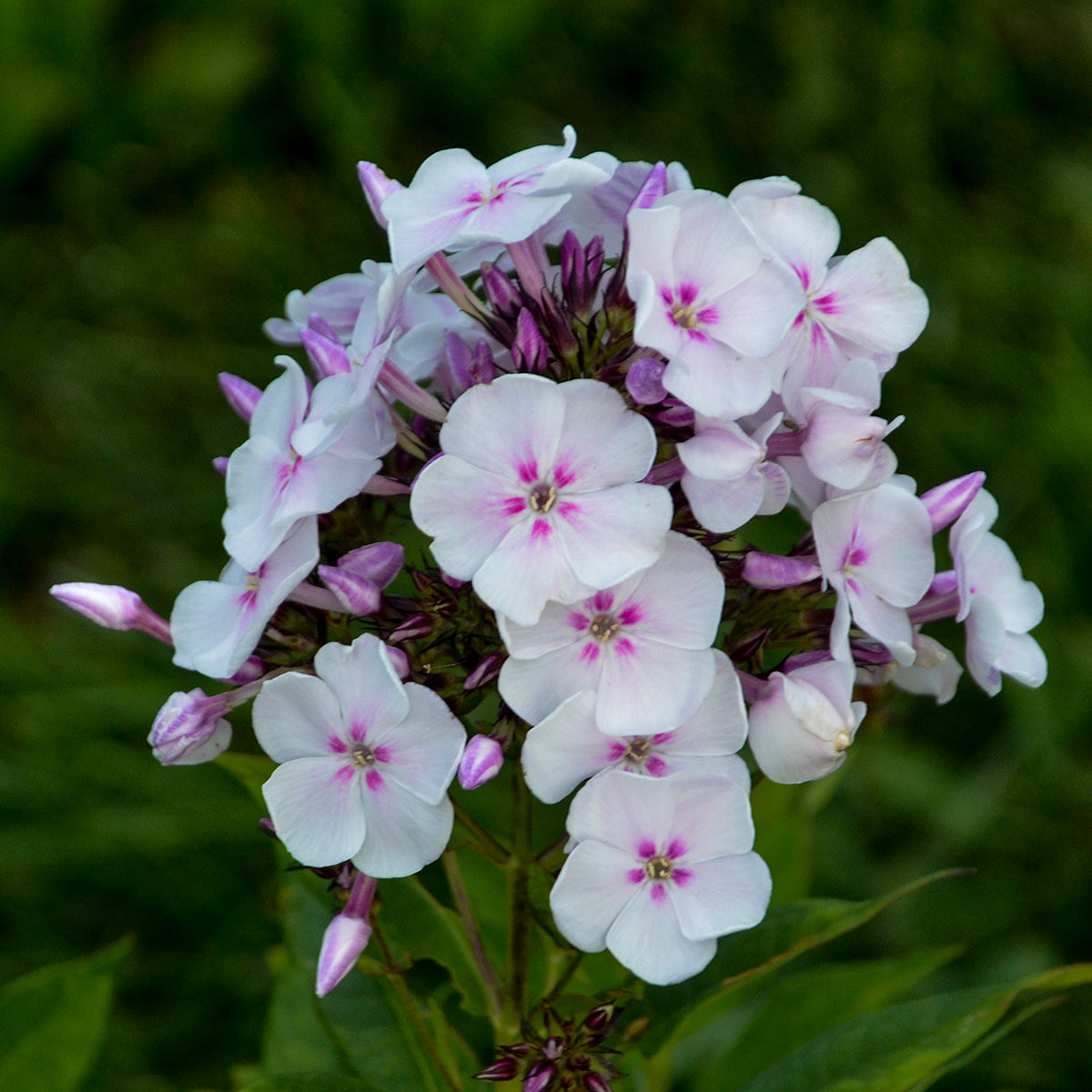 Phlox paniculata Party Girl PP32324 Tall Garden Phlox