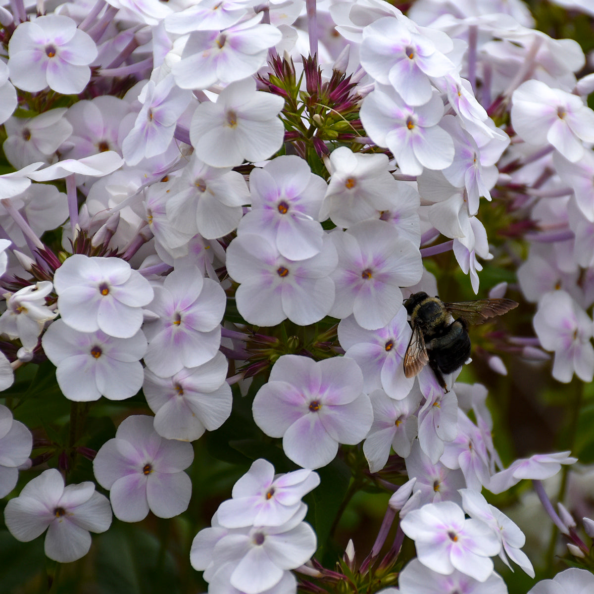 Phlox paniculata x Fashionably Early Crystal PP28679 Tall Garden Phlox