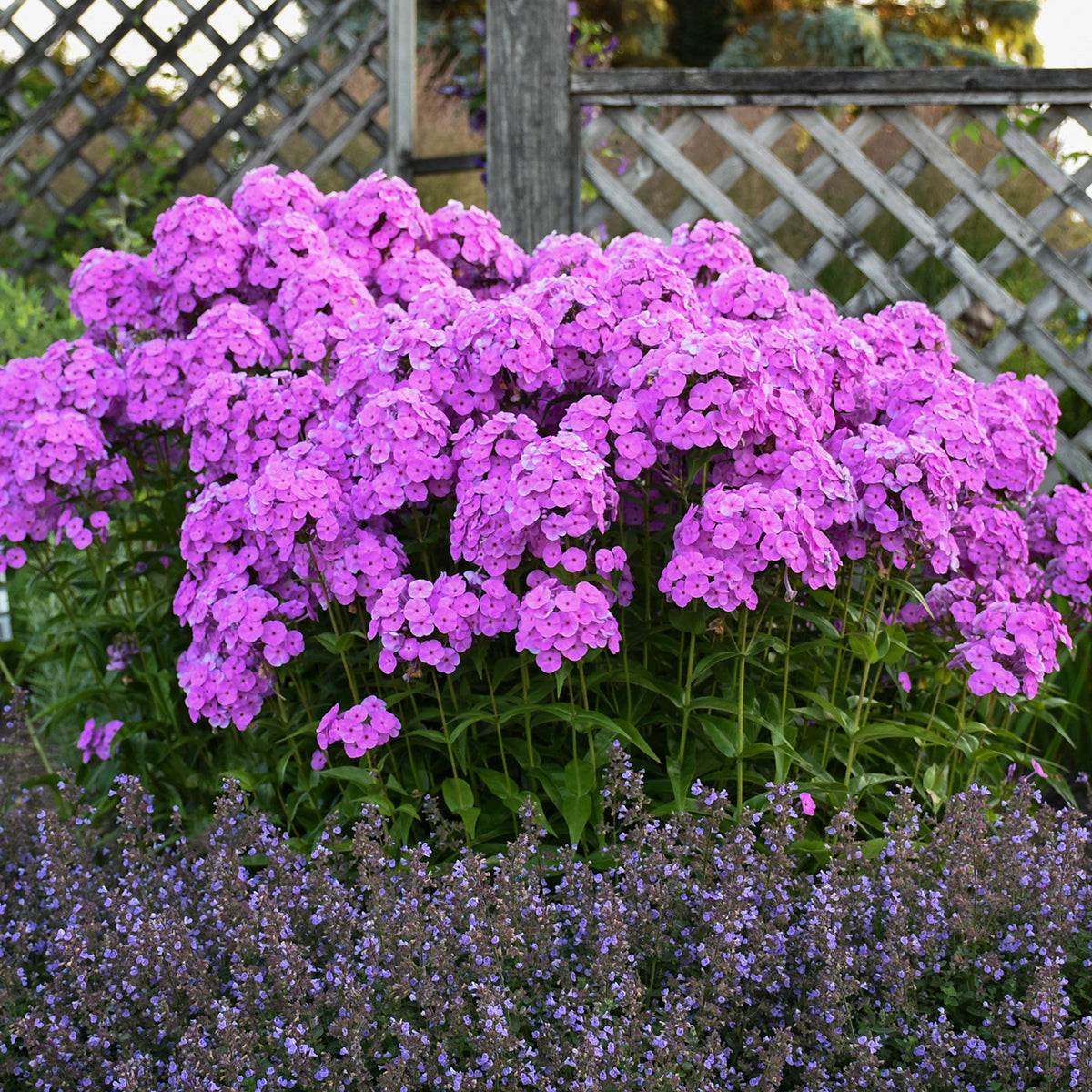 Phlox paniculata x Fashionably Early Flamingo PP29911 Tall Garden Phlox