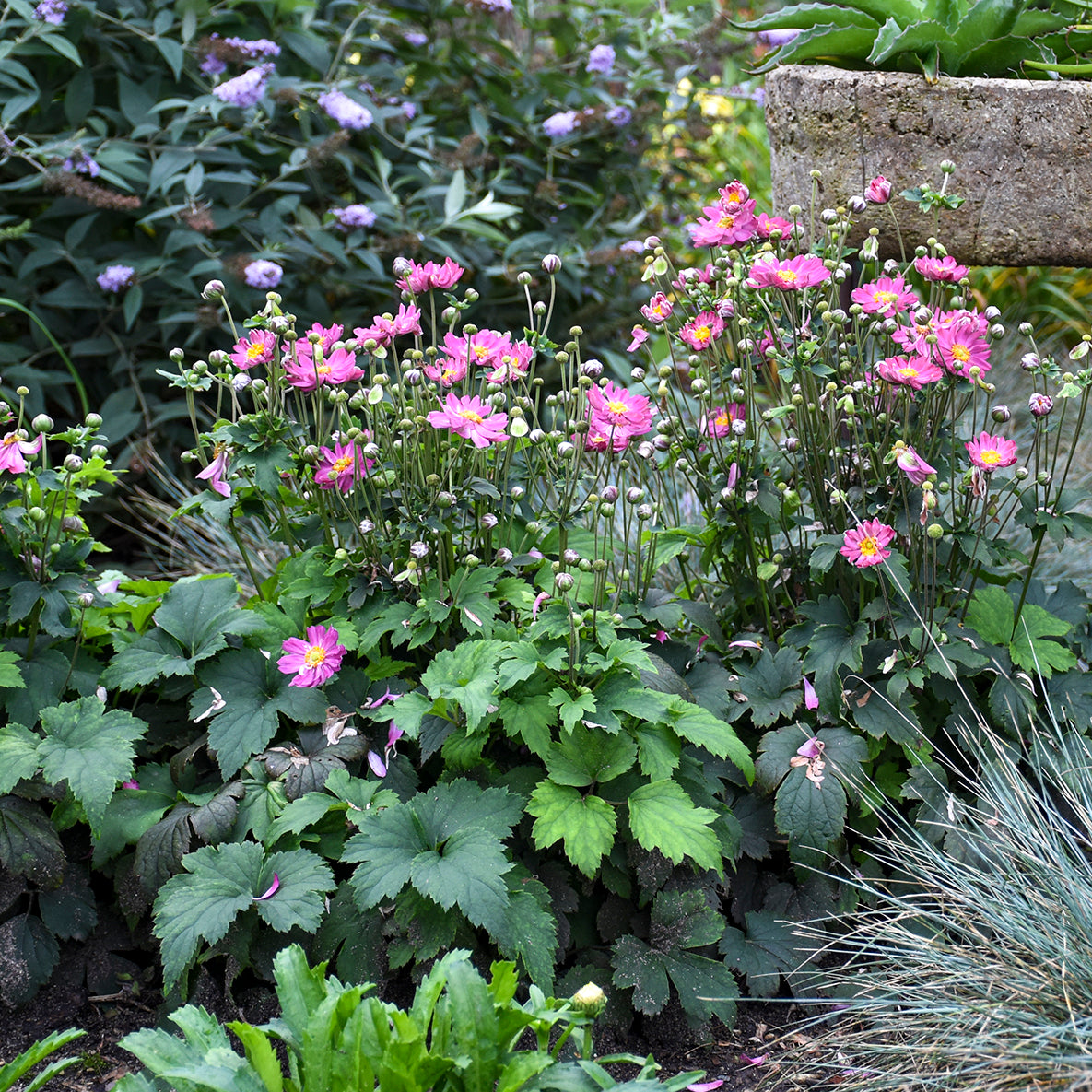 Anemone x hybrida Curtain Call Pink PP30739 Curtain Call Pink Japanese Anemone