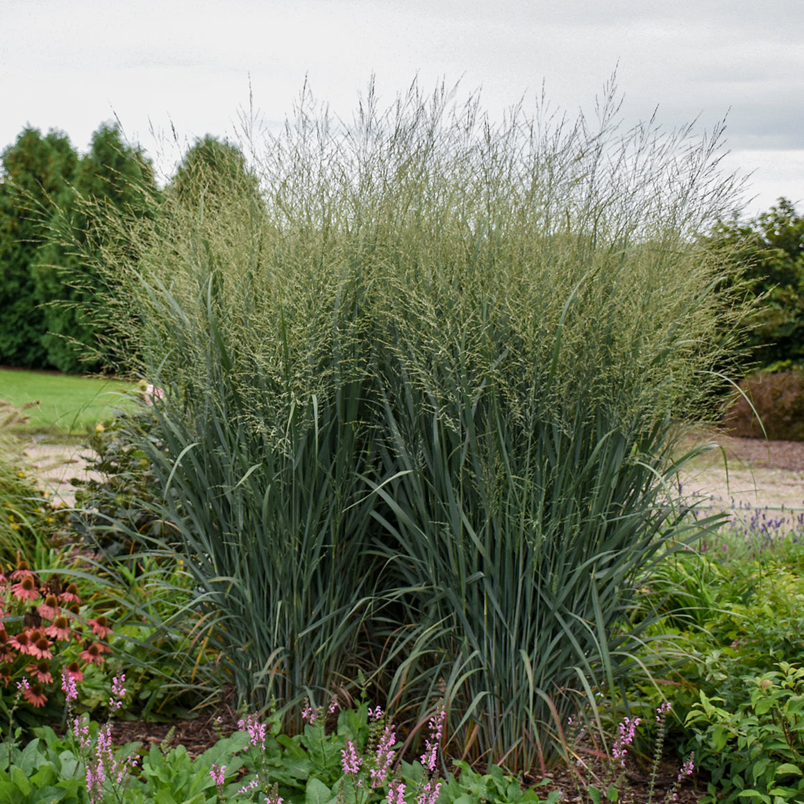 Panicum virgatum Totem Pole PP29951, CPBRAF Totem Pole Switch Grass