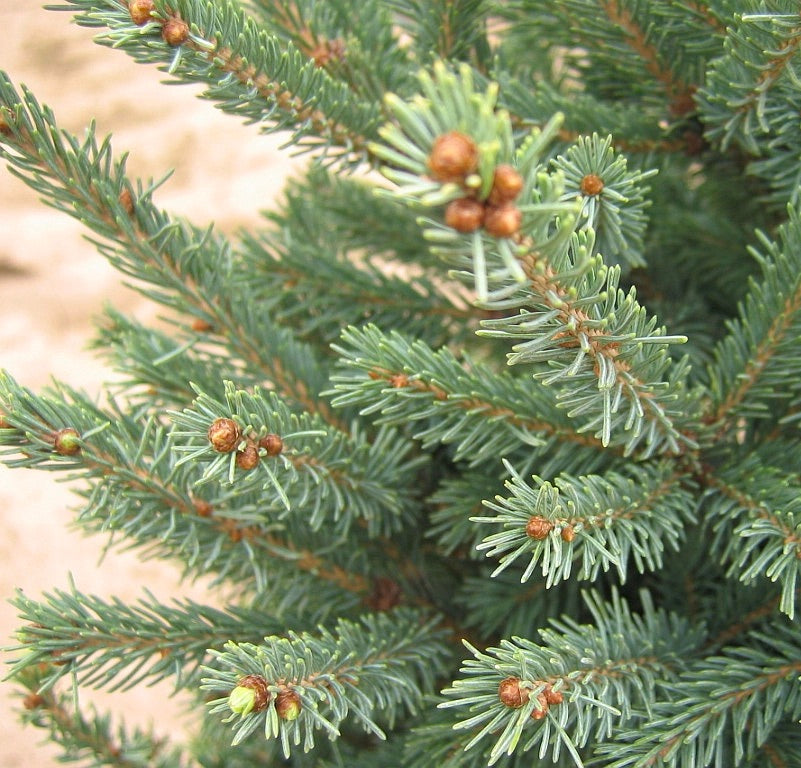 Picea mariana Blue Teardrop Black Spruce