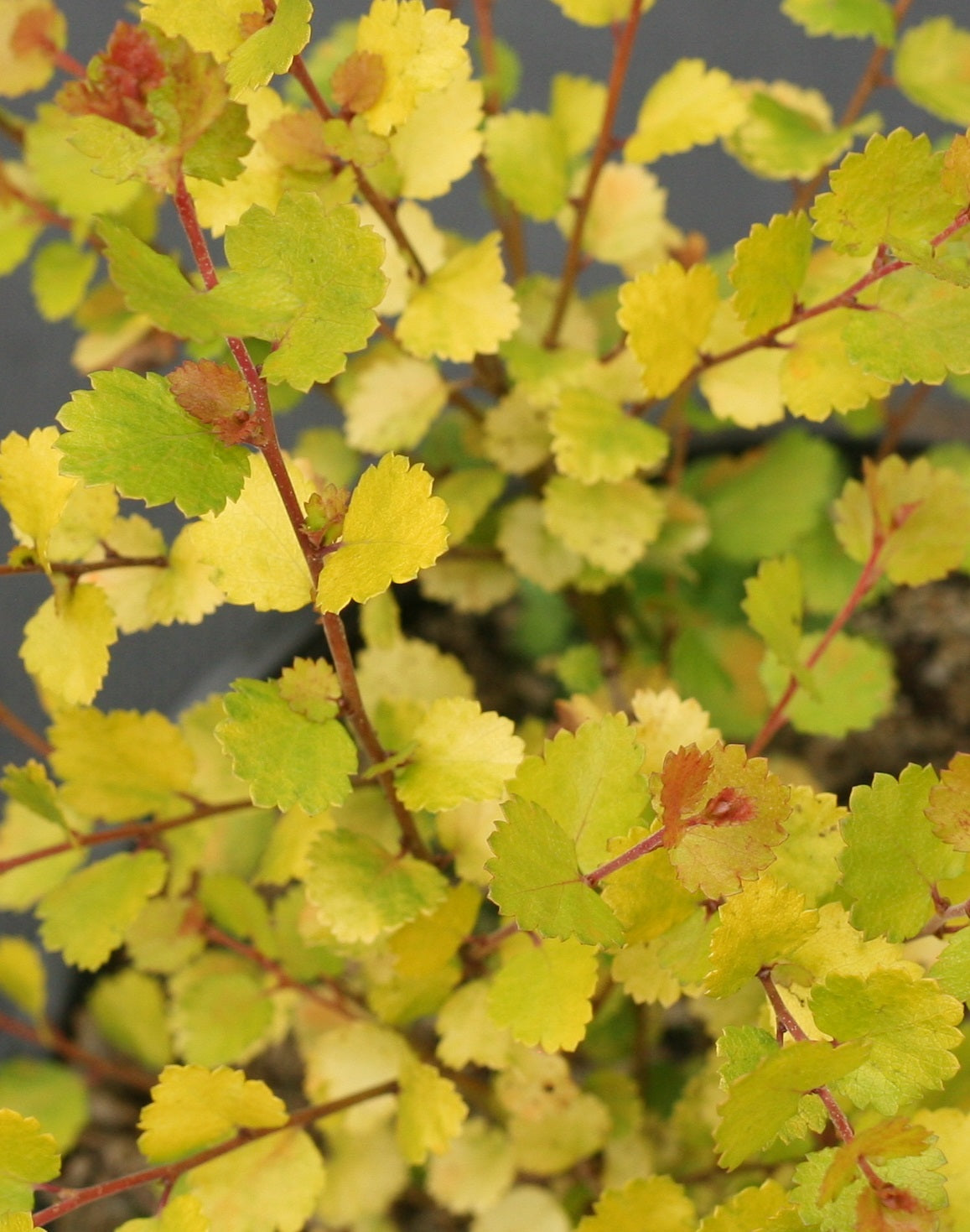 Betula x plettkei Cesky Gold Golden Treasure CBR 5637 Cesky Gold Dwarf Birch