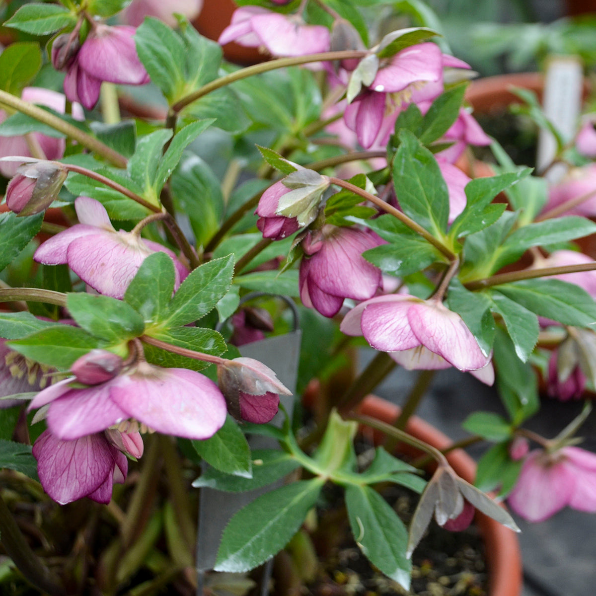 Helleborus x Paris in Pink Lenten Rose