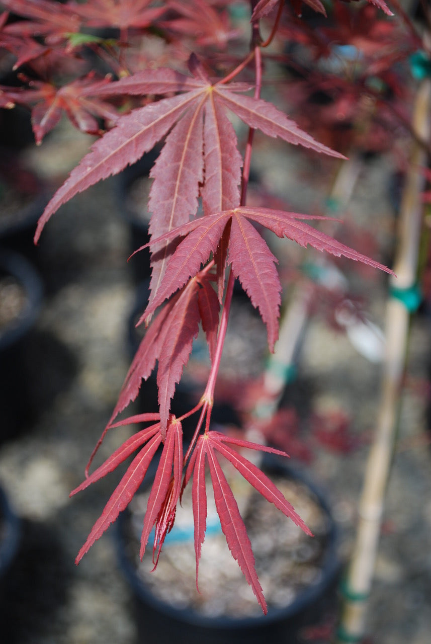 Acer palmatum Dragon Tears JN4 PP22249 Dragon Tears Japanese Maple